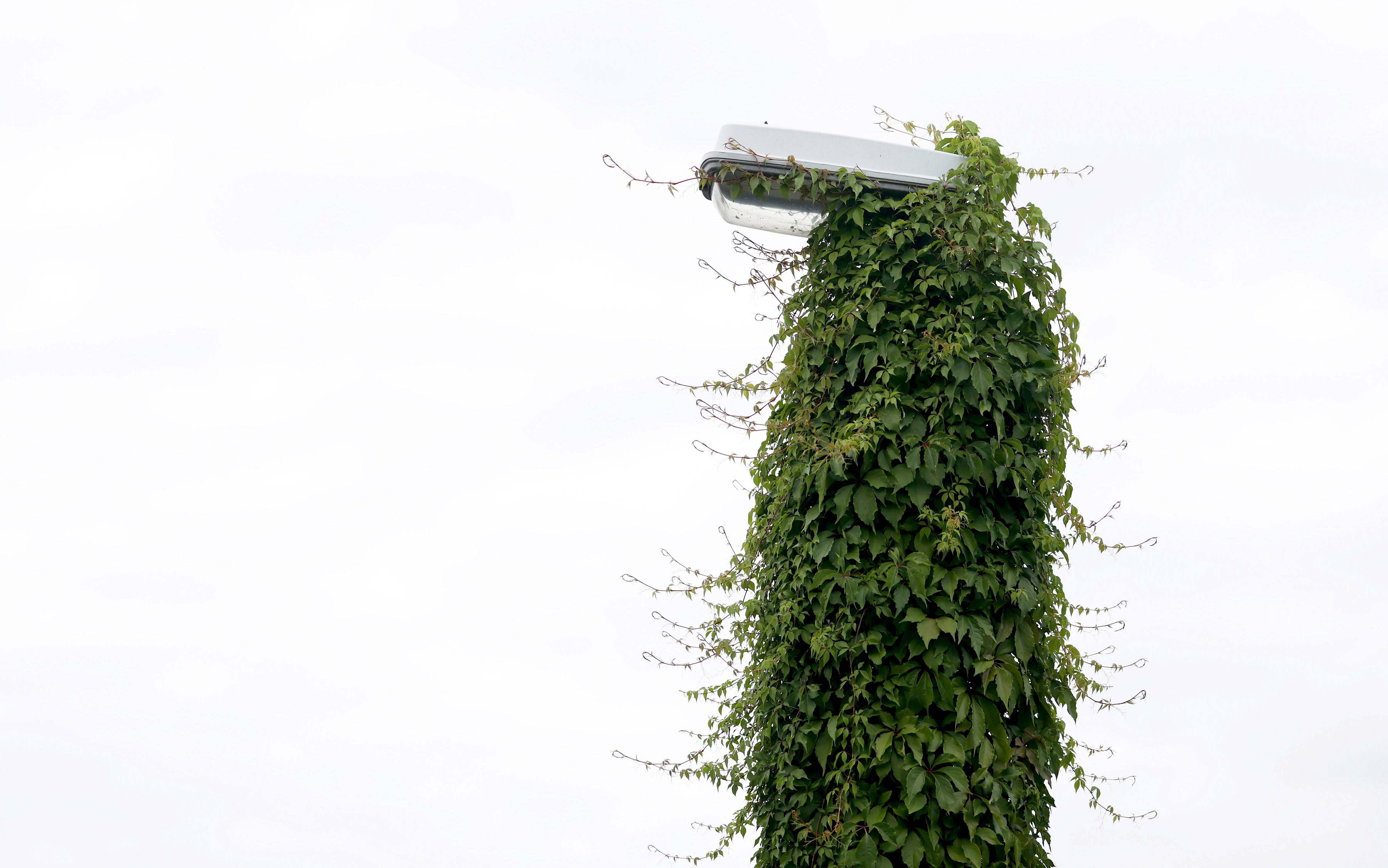 Thick ivy covers a street lamp post.
