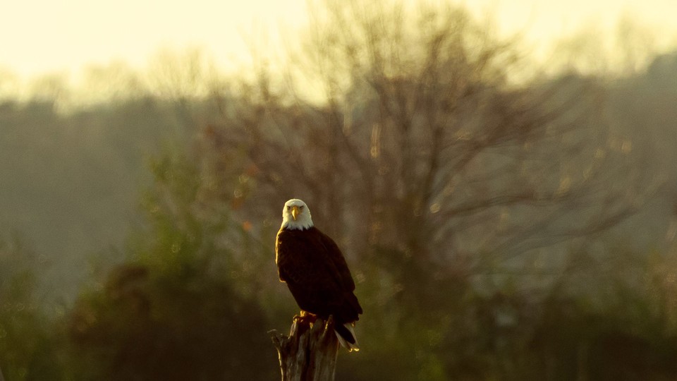 A bald eagle perched on a tree stump