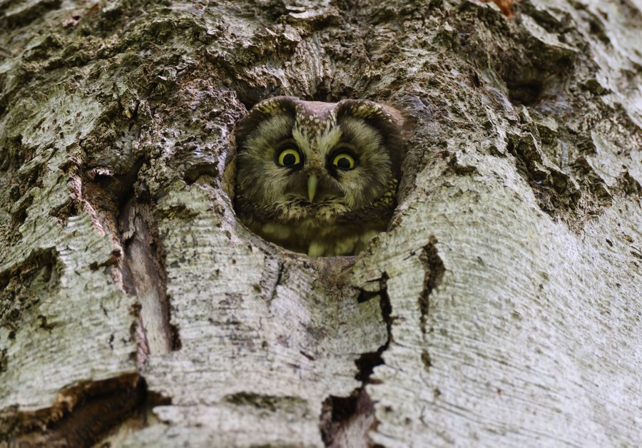 Photos: Superb Owl Sunday VII - The Atlantic