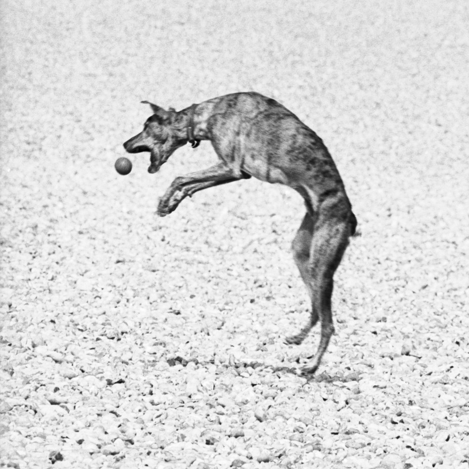 Why Do Animals Love to Play? The Atlantic