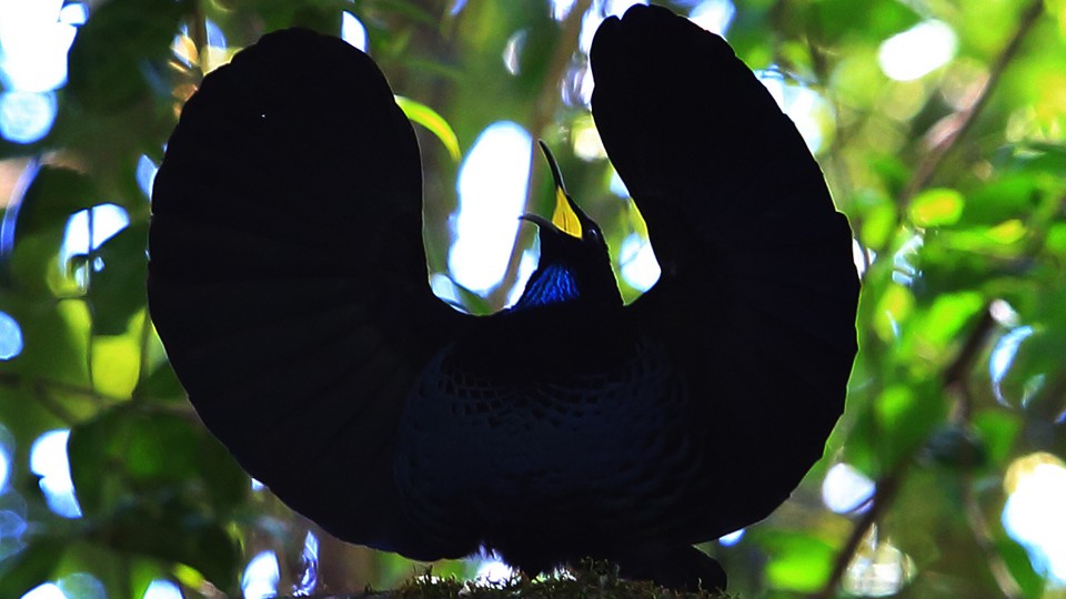 A paradise riflebird with its wings spread and head raised
