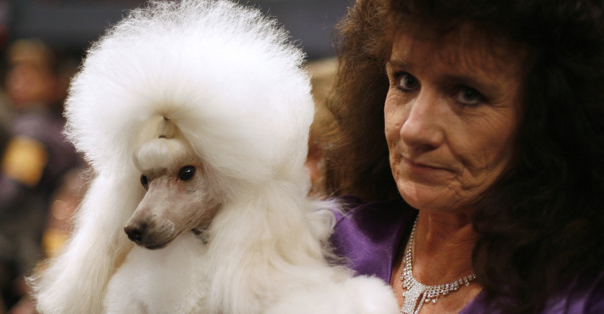 what to look for in a poodle