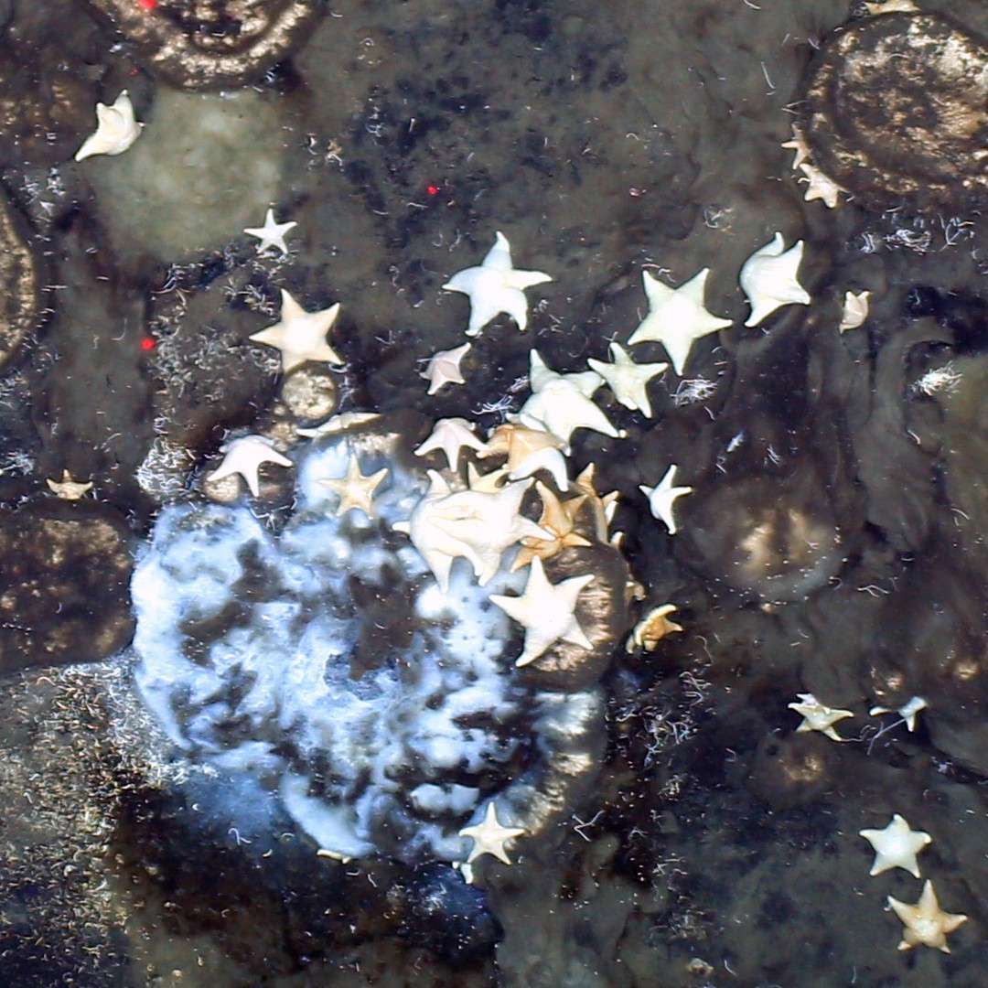 These Animals Are Feasting on the Ruins of an Extinct World