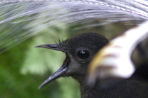 a black bird with a white feathered tail and an open beak looking to the left