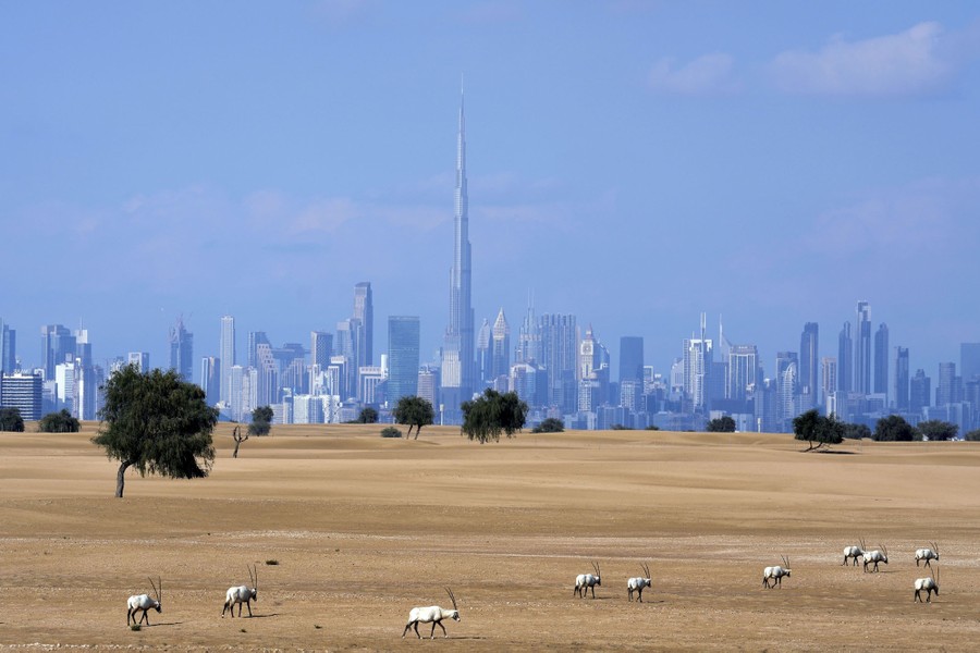 Ten oryx graze in an open field, with the tall city buildings of Dubai in the distance.