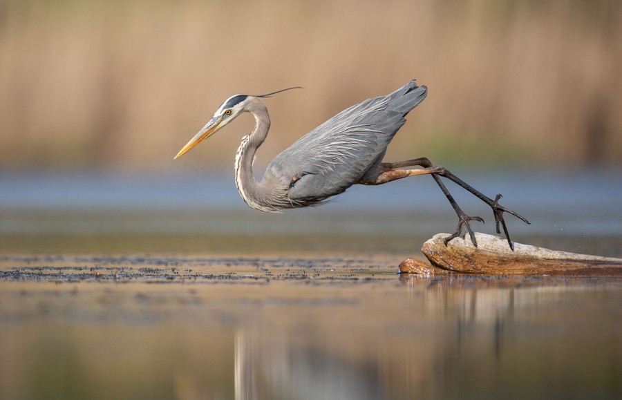 The 2021 Audubon Photography Awards - The Atlantic