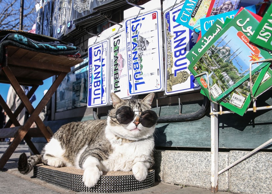 A cat wearing sunglasses rests on a small bed outside a gift shop.