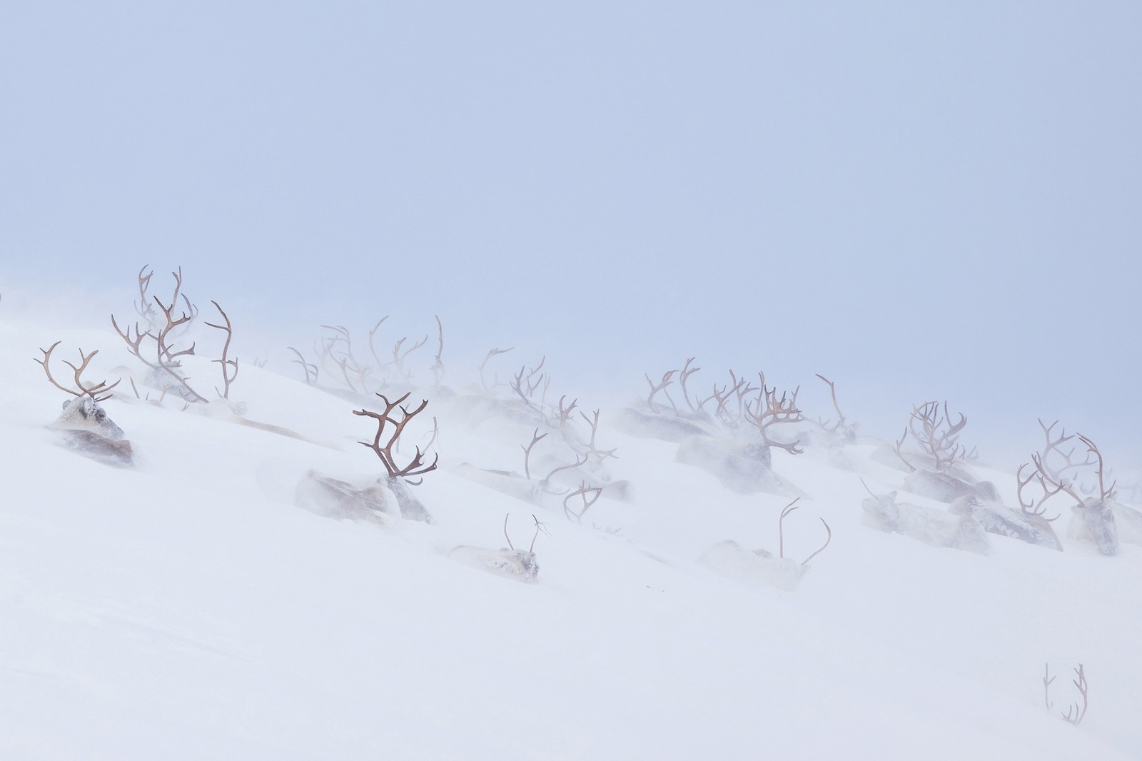 A herd of reindeer rests on a snow-covered hillside, surrounded by blowing snow.