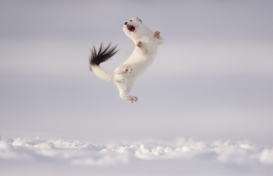 A small stoat with white fur and a black-tipped tail leaps into the air above snow-covered ground.