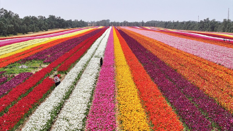 A drone view shows people looking at rows of flowers blooming in a field.