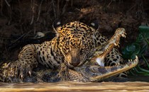 A jaguar bites down on the neck of a caiman on a riverbank.