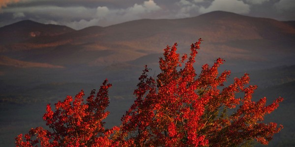 Low sunlight shines on the red leaves of a tree, with mountains in the background.