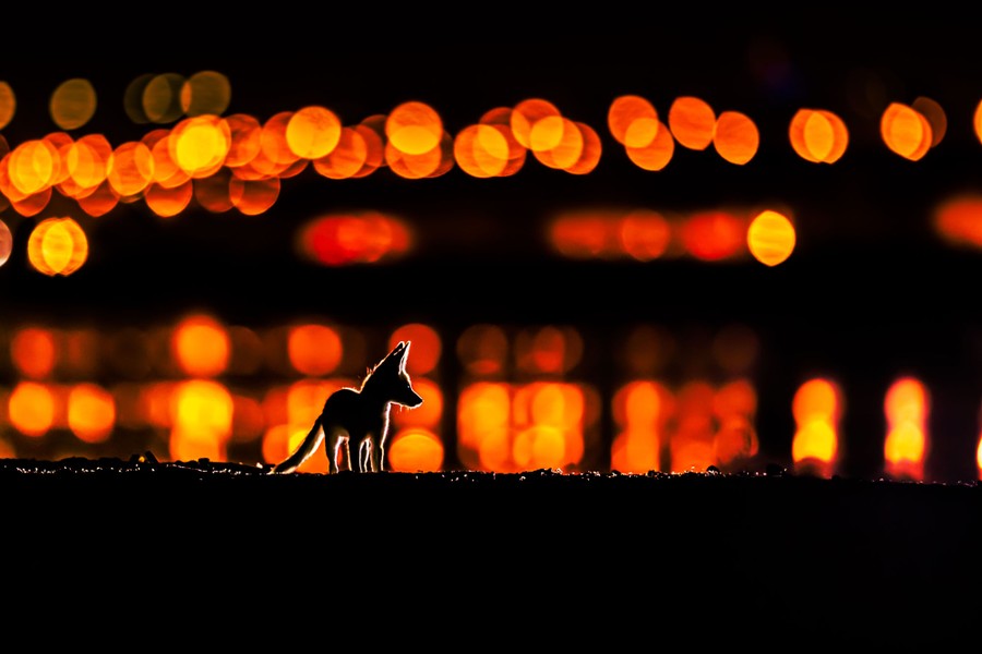 A young fox stands in front of distant city lights at night.