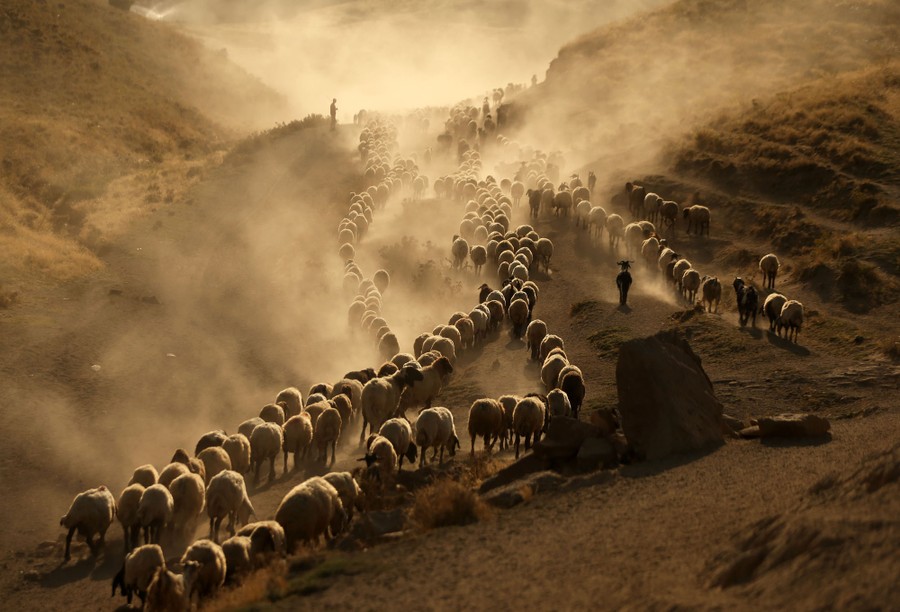 A herd of sheep and goats walks along several parallel paths in a valley, kicking up clouds of dust.