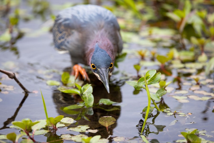 A heron hunts for food in shallow pond water.