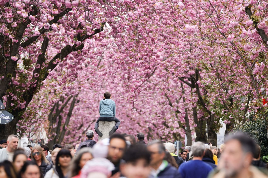 A crowd walks beneath a canopy of blossoming cherry trees.