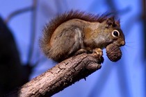 A red squirrel perched on a branch
