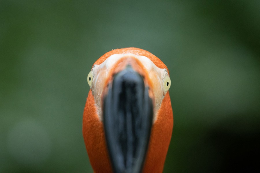 A close view of the head and beak of a flamingo.