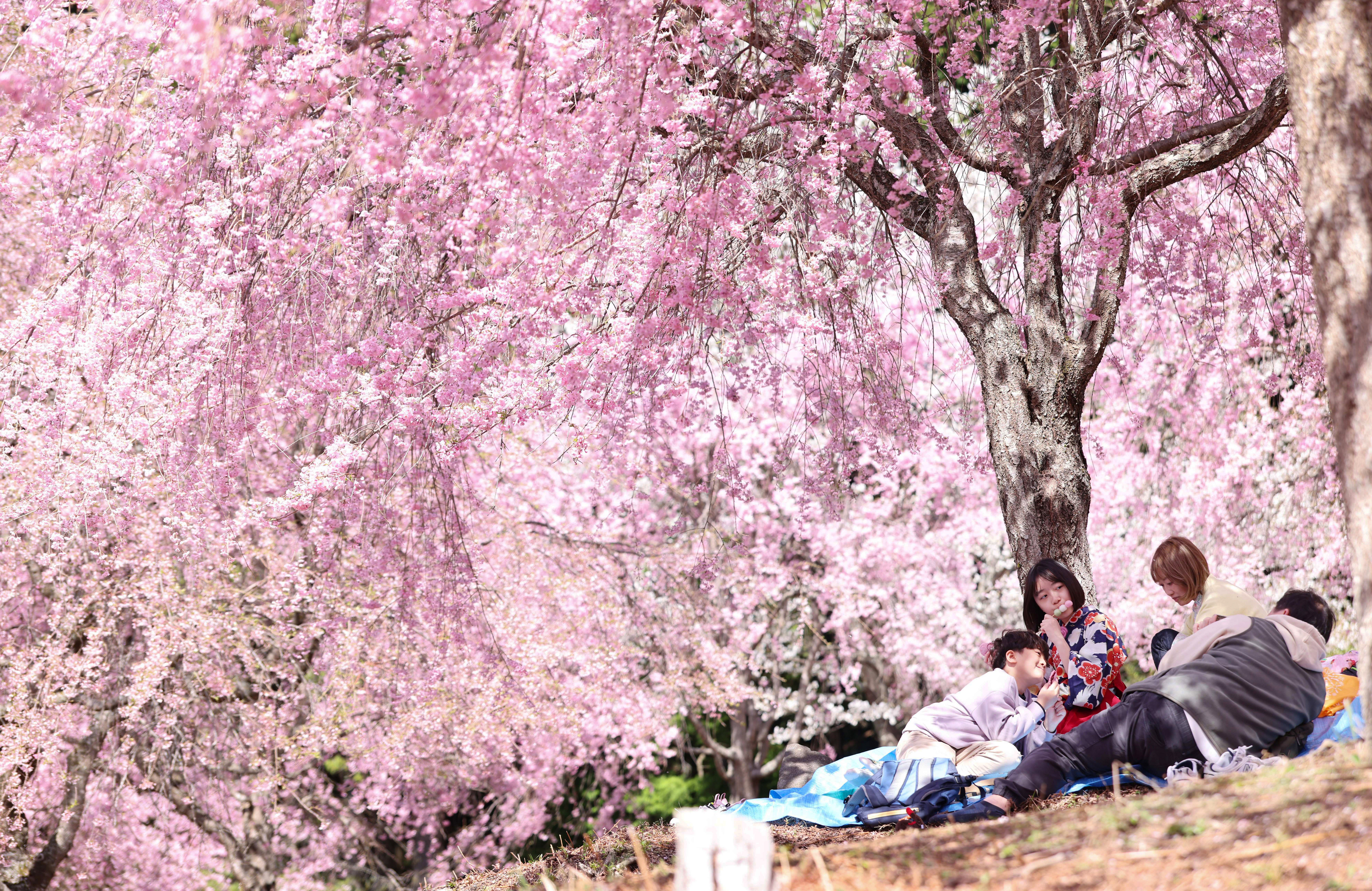 People relax on the ground beneath weeping cherry-blossom trees.