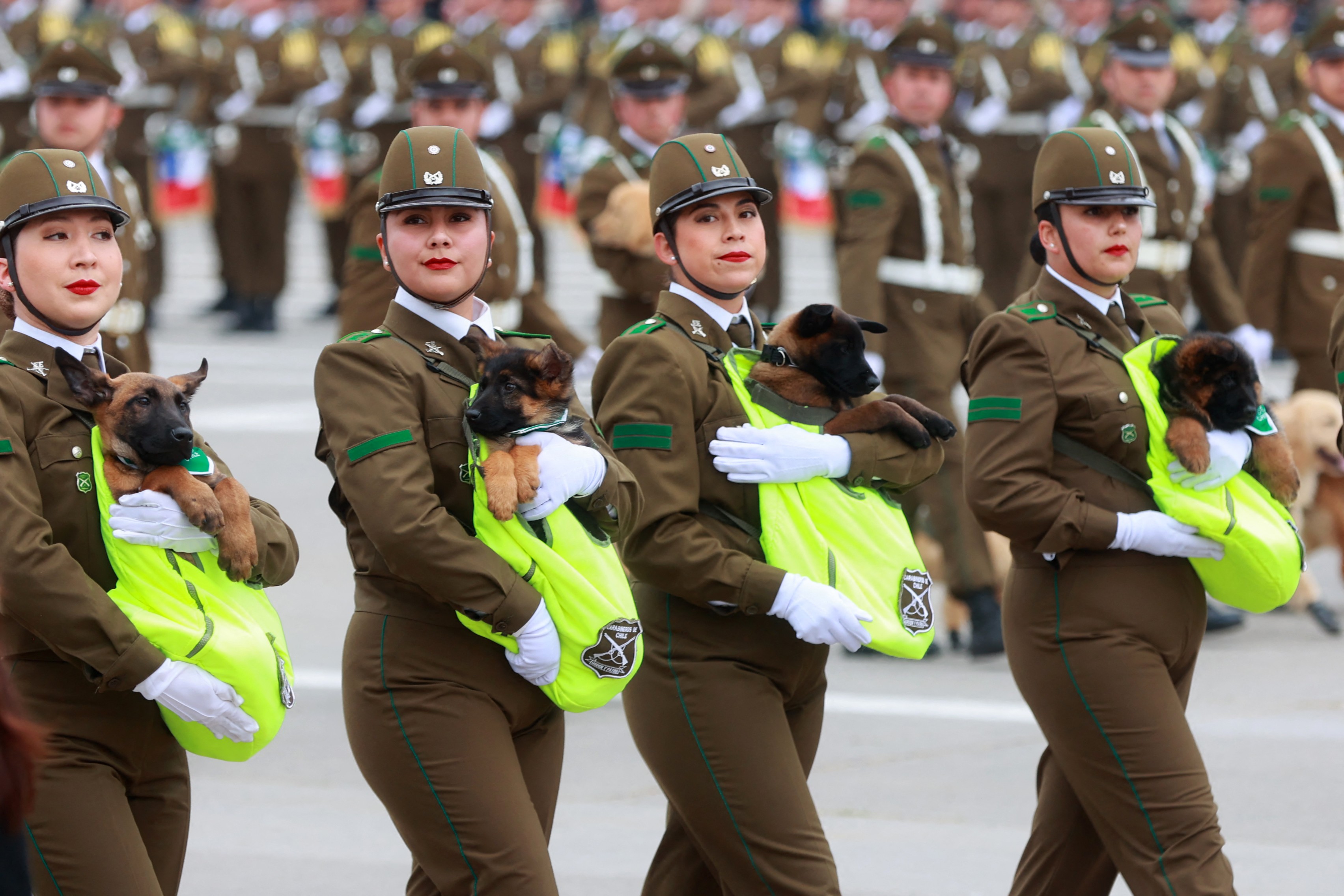 Police officers in dress uniforms march in a parade, carrying puppies in hi-viz-colored pouches.