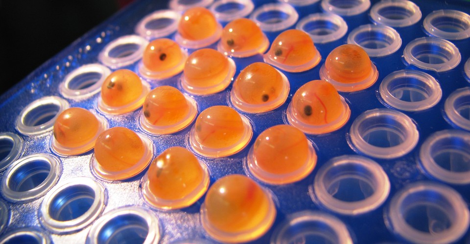 Aquabounty's Genetically Engineered Salmon Has an Uncertain Future ...