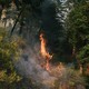 Picture of a fire from a drip torch during a cultural prescribed burn training