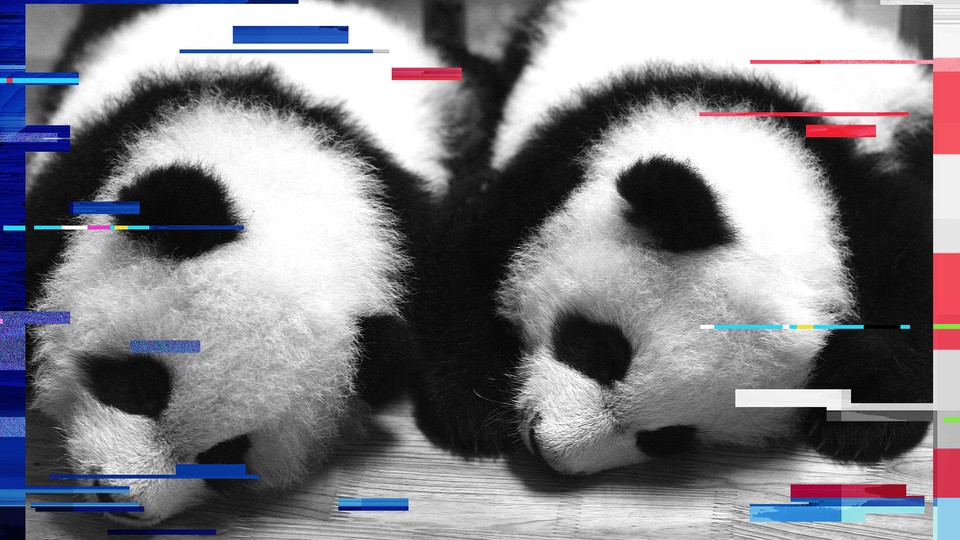 A pair of 100-day old panda twins are seen at the Chengdu Giant Panda Breeding Center, in 2007. 