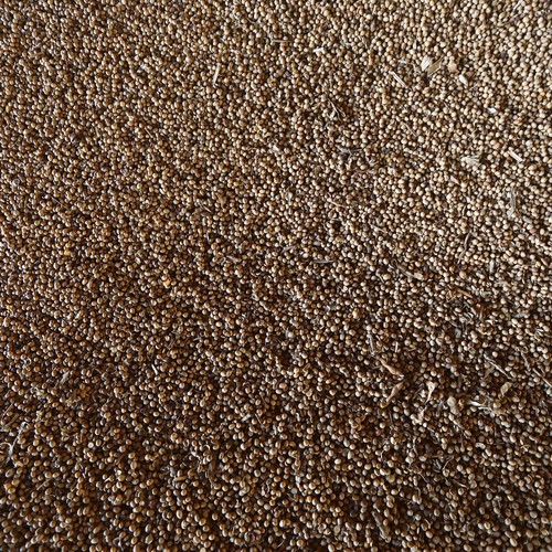 beans