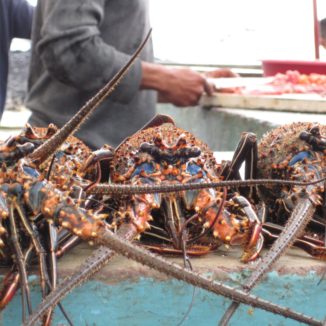 53 Spiny Lobster Crossword - Crossword Clue