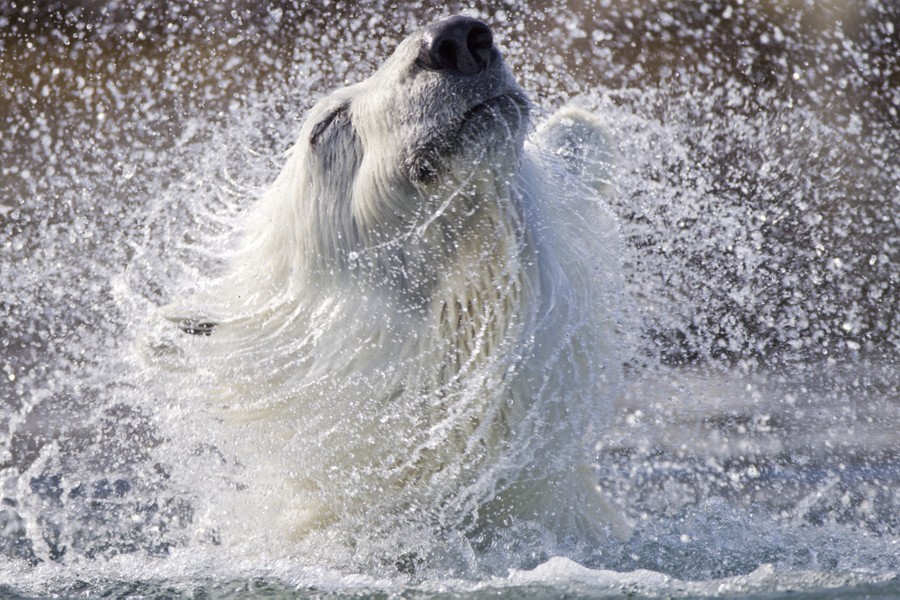A polar bear shakes water from its head.