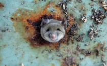 A rat pokes its head out of a hole in a rusted trash can 