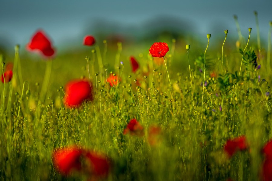 The sun rises over a field of wild red poppies.