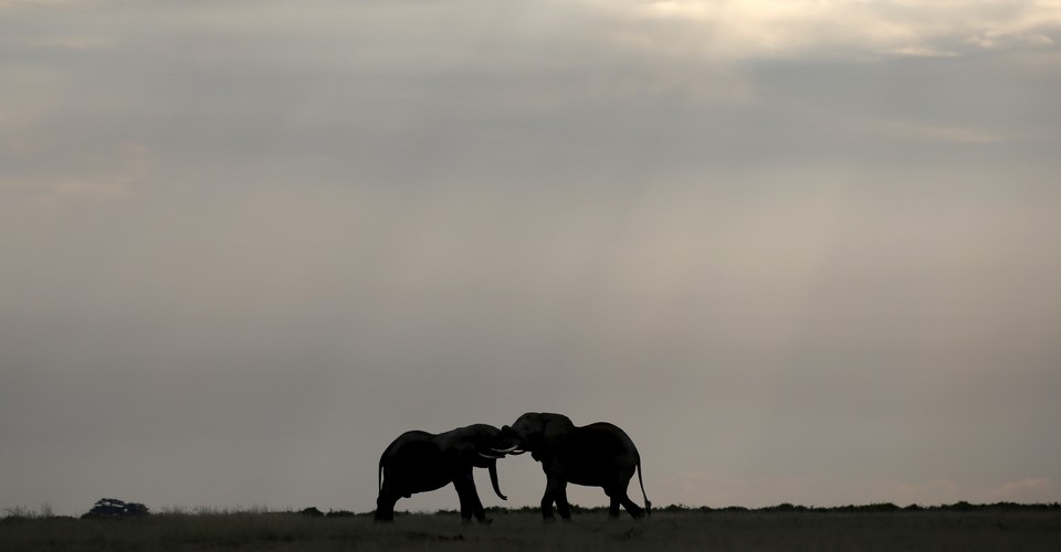 What Trophy Hunting in Africa Does to the Elephants It Leaves Behind ...