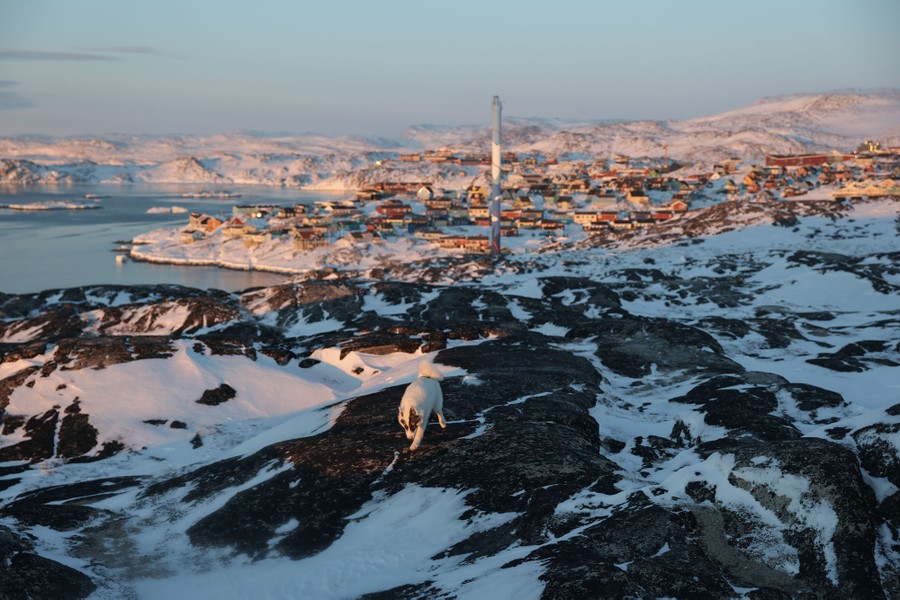 A dog walks over snowy and rocky ground, near a coastal town, visible in the background.