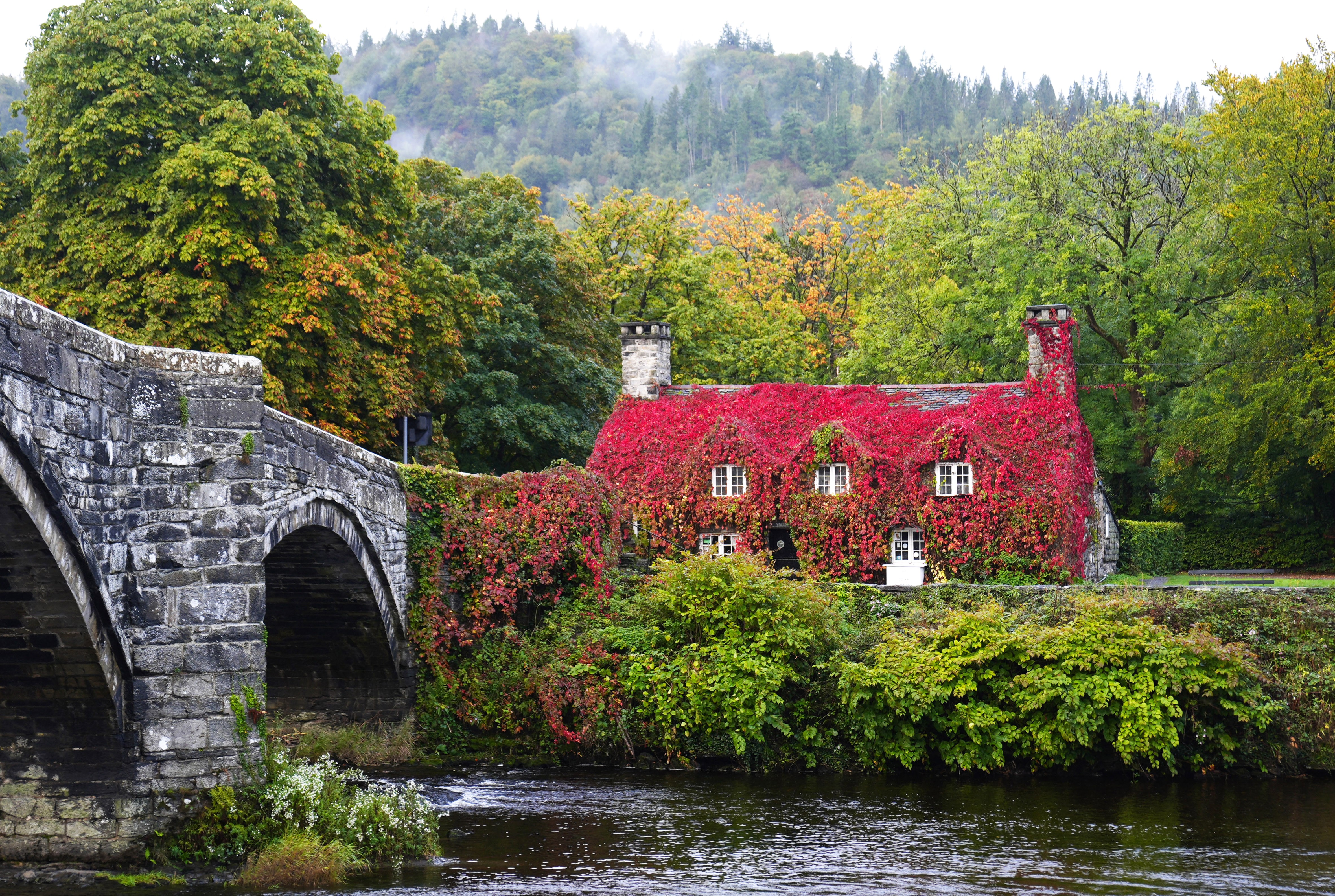 A historic riverside building, covered in Virginia creeper that has started to change into red autumnal colors