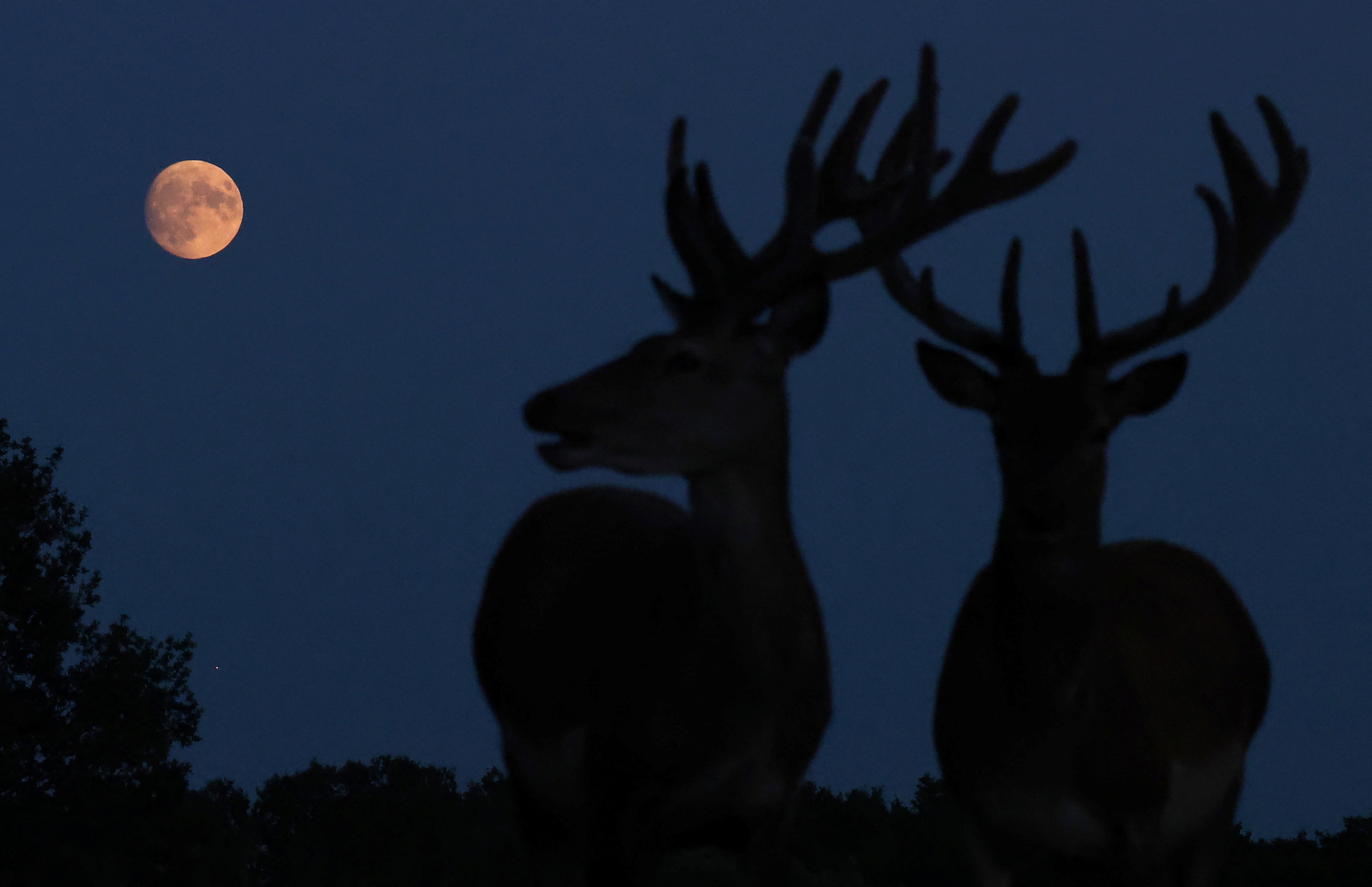 Two young deer stags are silhouetted against the darkening sky beneath a mostly-full moon.