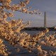 Warm sunlight on cherry blossoms, with the Washington Monument visible in the background