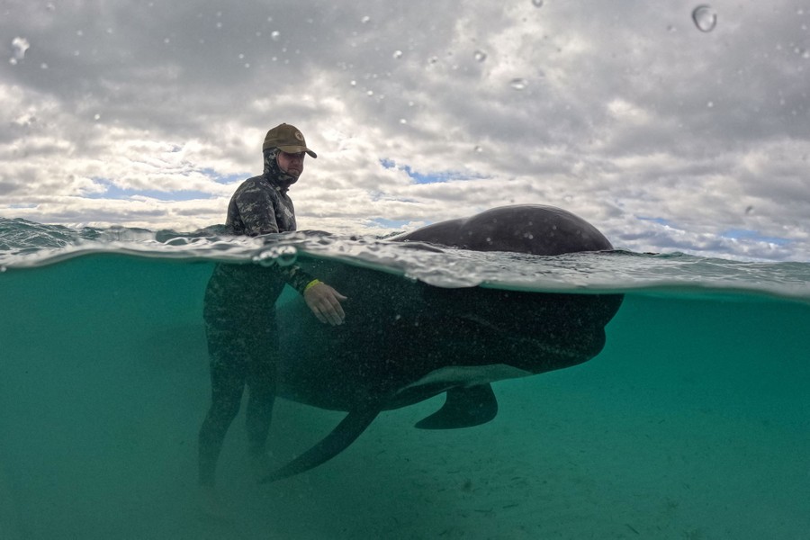 A view, half above and half under water, shows a person in a wetsuit standing in chest-deep water beside a small whale.