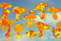 The silhouettes of mushrooms, filled in red and yellow to symbolize heat