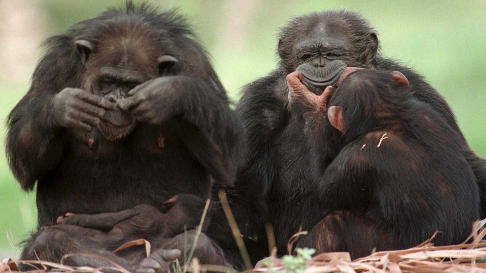 Chimpanzees play together at Miami's Metro Zoo
