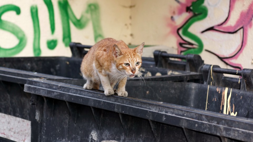 The Mystery of the Wasting House-Cats - The New York Times