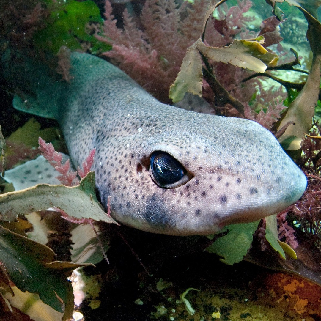 When A Pregnant Shark Dies Its Eggs Can Still Live On The Atlantic