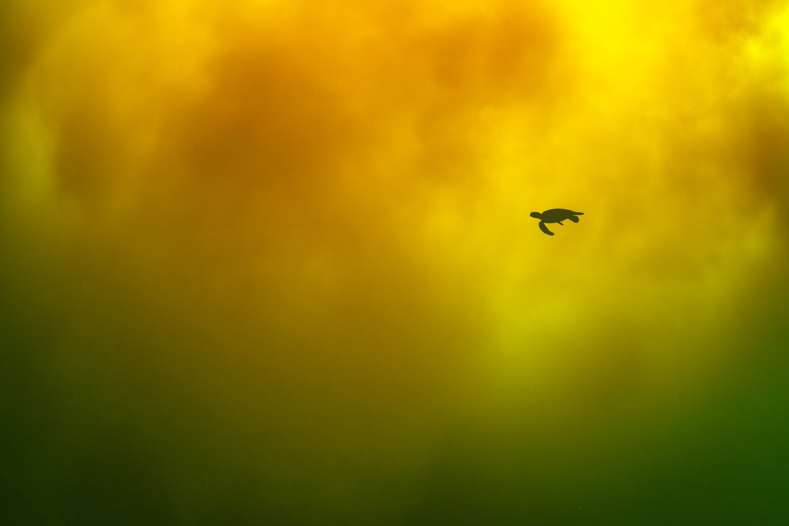 An underwater view of a sea turtle swimming past orange-and-green colored cloudy patches