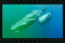 Two sperm whales swim in the ocean