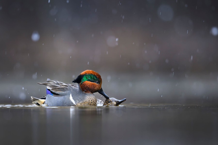 Two ducks engage in a courtship ritual while swimming.