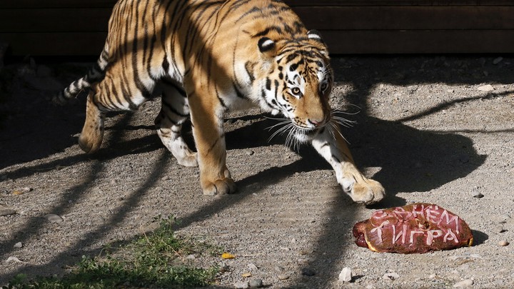 Vladimir Putin S Amur Tiger Crosses Into China And Kills Four Goats The Atlantic