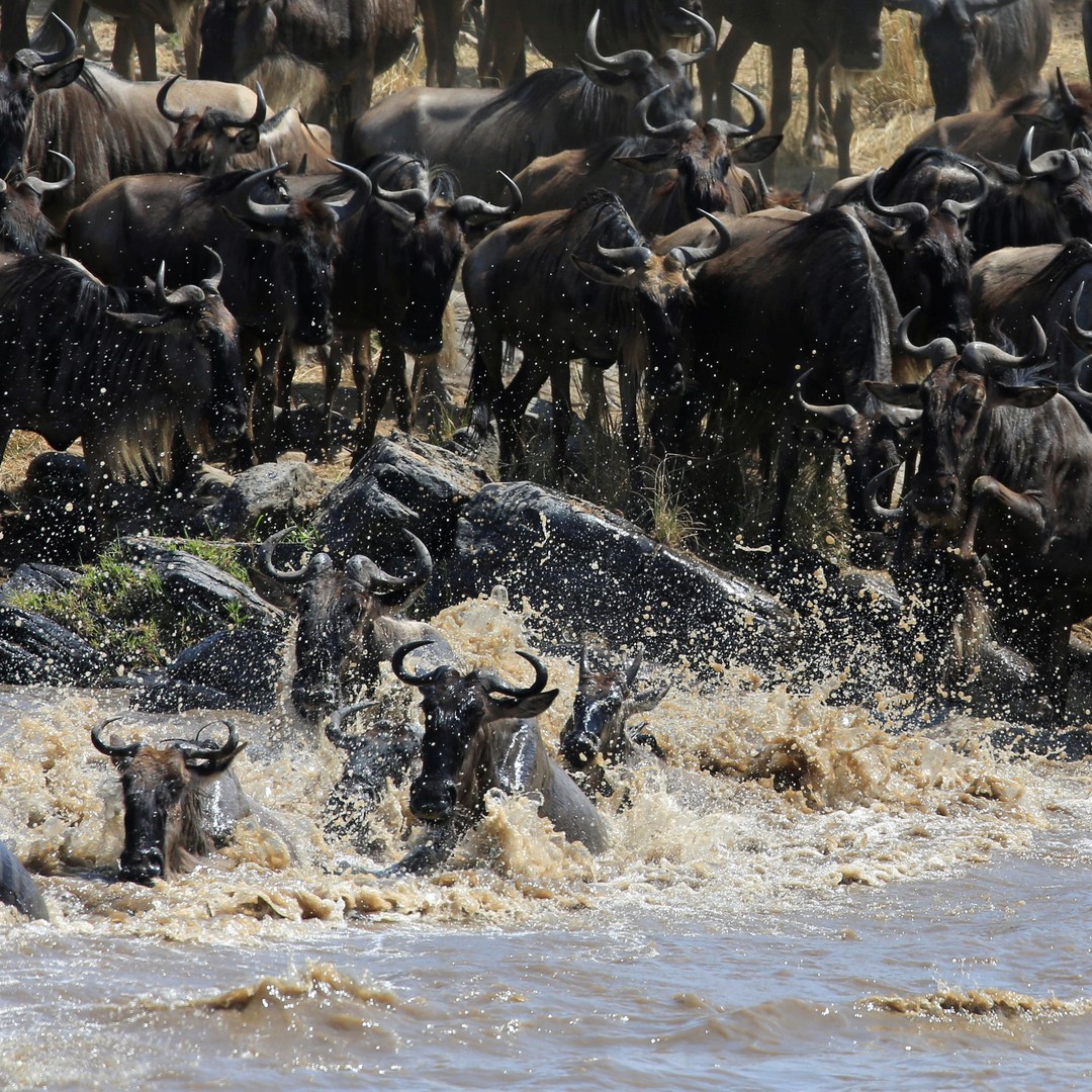 How The Mass of Feed the Serengeti Atlantic
