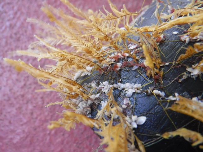 Coastal podded hydroid Aglaophenia pluma and open-ocean gooseneck barnacles Lepas living on floating plastic collected in the North Pacific Subtropical Gyre. (Photo courtesy of The Ocean Cleanup, in coordination with Smithsonian Institution)