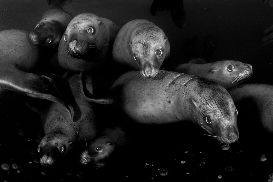 Un curioso grupo de unos nueve leones marinos, vistos bajo el agua