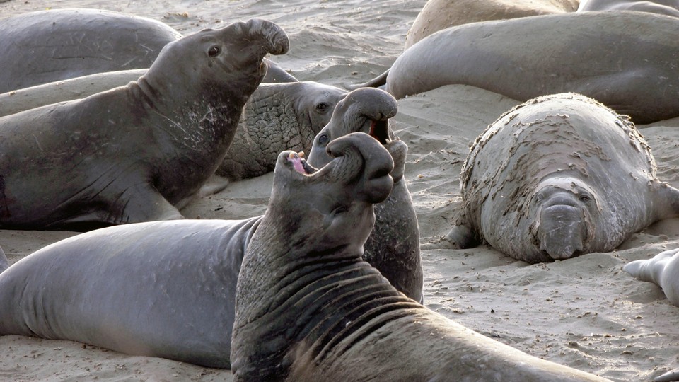 Northern elephant seals on a beach